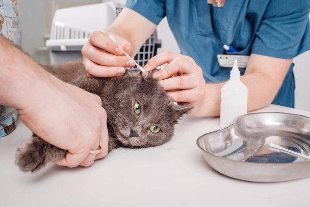Veterinarian cleans ears cat.  - Φωτογραφία, εικόνα