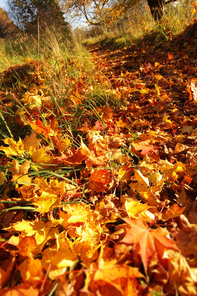 Bellissimo sentiero autunnale ricoperto di foglie d'arancio
 - Foto, immagini