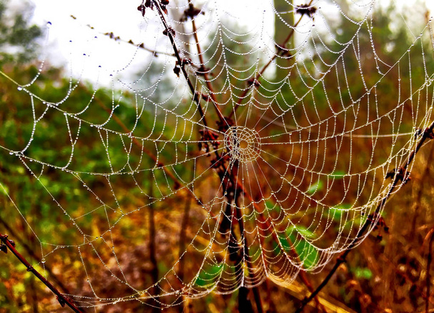 tela de arañas en una mañana brumosa
 - Foto, Imagen