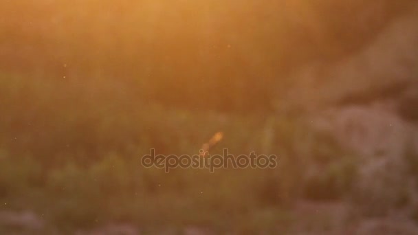 zand martins vliegen voorjaar bij zonsondergang - Video
