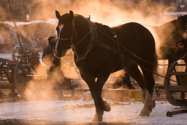 corsa di cavalli in hokkaido
 - Foto, immagini