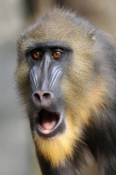 close-up photo of Mandrill in nature  - Photo, Image