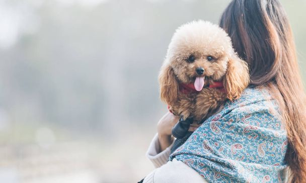 Toy Poodle playing with its female master in a park - 写真・画像