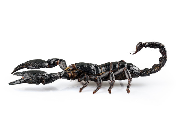 Espécie negra de escorpião Heterometrus cyaneus
 - Foto, Imagem