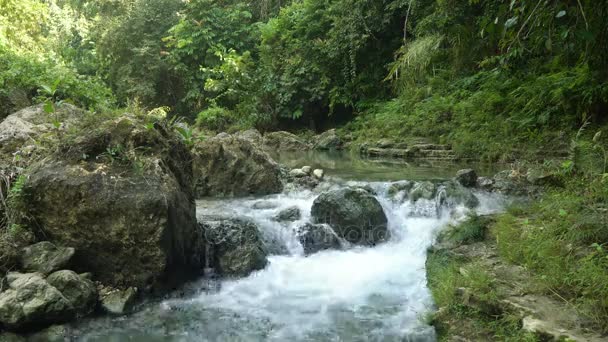 River in the rainforest - 映像、動画