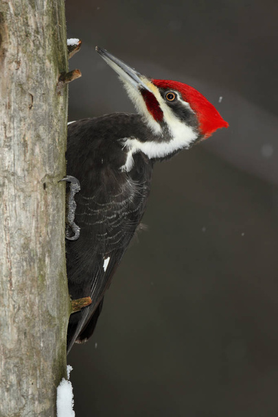Pileated Woodpecker masculino
 - Foto, Imagem