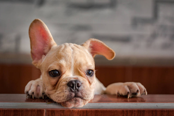Baby french Bulldog - Photo, image