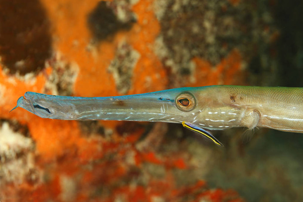 Gelbgrundel beim Putzen eines Trompetenfisches - Bonaire - Foto, Bild