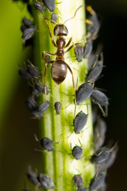 Makroaufnahme einer roten Ameise, die sich von Honigtröpfchen ernährt, die aus Blattläusen gewonnen werden - Foto, Bild