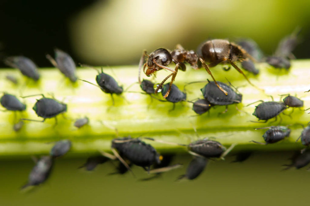 Makro obraz czerwonej mrówki żywiącej się kropelkami miodu wyekstrahowanymi z mszyc - Zdjęcie, obraz