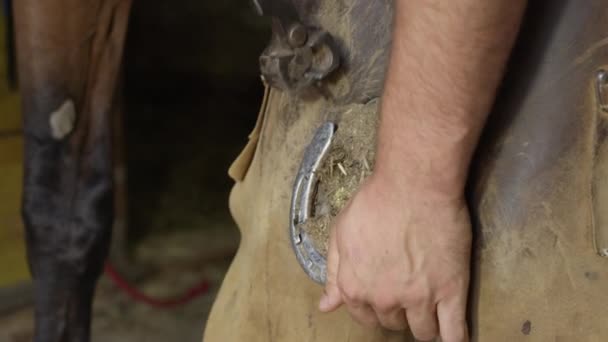 Közelről: Ügyes patkolókovács gondosan a ló Pata patkó köröm eltávolítása - Felvétel, videó