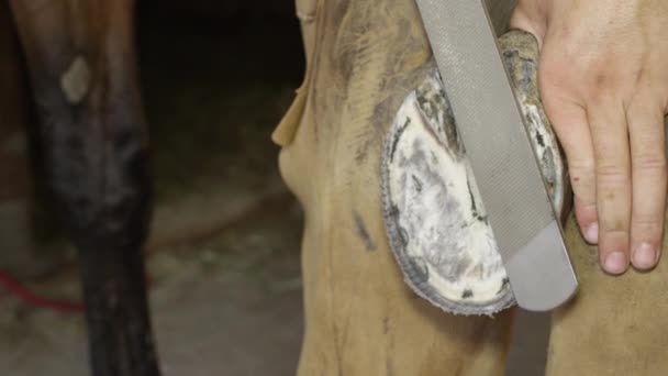 Nahaufnahme: Hufschmied feilt ungeebnete Bereiche des Pferdehufs ab - Filmmaterial, Video