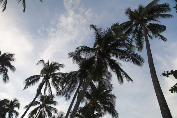 Palm trees against the background of the sky - Foto, imagen