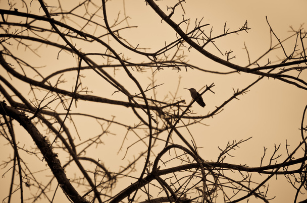 Colibrí en ramas de árboles
 - Foto, Imagen