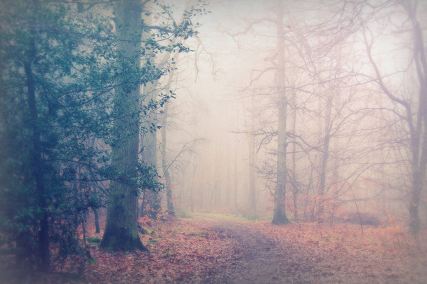 A ködös, ködös reggel angol erdők - Fotó, kép