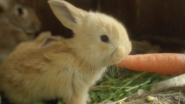 CLOSE UP: солодкий пухнастий маленький світло-коричневий кролик, що їсть велику свіжу моркву
 - Кадри, відео