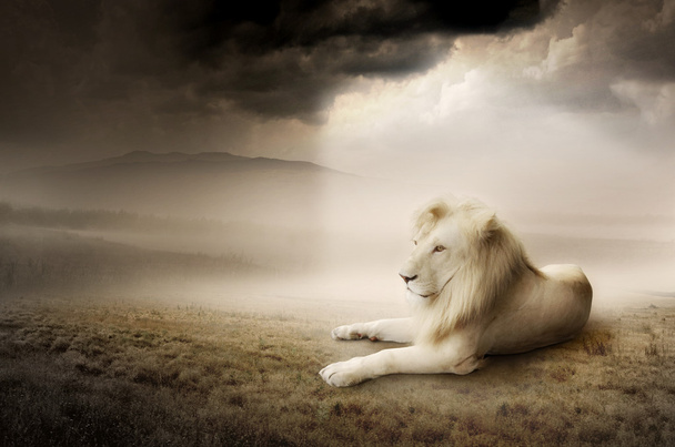 weißer Löwe bei Sonnenuntergang - Foto, Bild