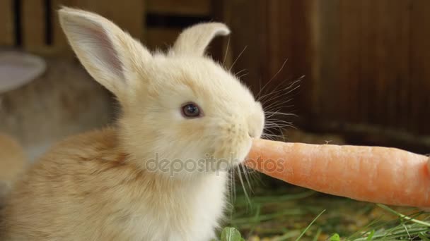 CHIUDI: Carino morbido coniglietto marrone chiaro che mangia una grande carota fresca
 - Filmati, video