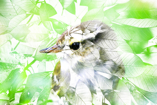 Oiseaux et feuilles de fond
. - Photo, image