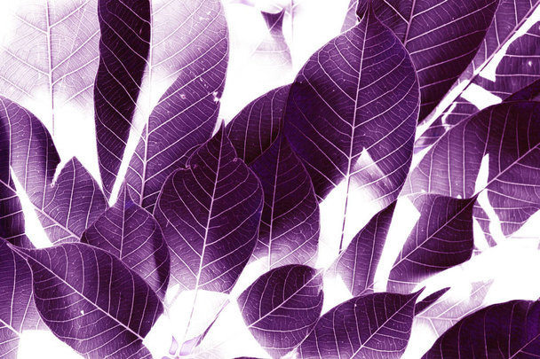 The Purple leaves background. - Zdjęcie, obraz
