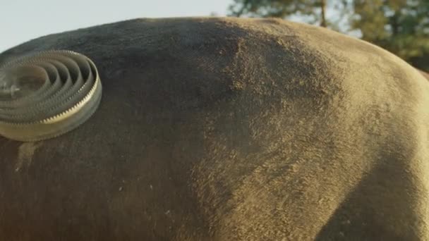Zbliżenie: Wszystko młoda dziewczyna czyszczenia silnych brązowy koń i jego brudne sierści - Materiał filmowy, wideo