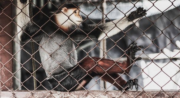macaque in a zoo cage - Φωτογραφία, εικόνα