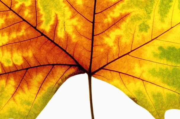 Autumn Leaf - Isolated on White - 写真・画像
