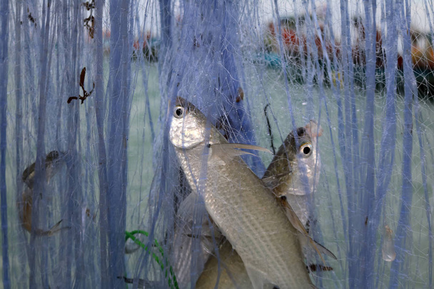 die Fische in den Netzen der Fischer. - Foto, Bild
