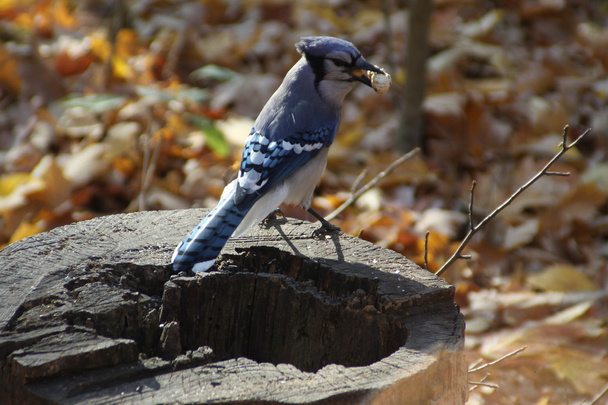 Mavi Jay (siyanocitta cristata) - Fotoğraf, Görsel