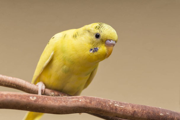 Прекрасный попугай
 - Фото, изображение