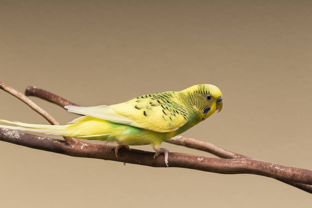 Прекрасный попугай
 - Фото, изображение
