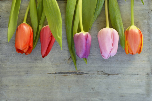 Wooden grey empty copy space background with fresh colourful spring tulips. Orange, red,pink and purple tulips. - Foto, Imagen