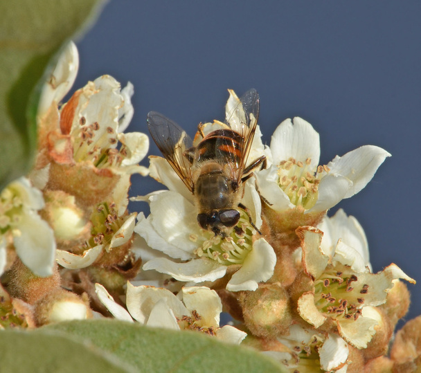 μύγα γονιμοποιούν μούσμουλο λουλούδι - Φωτογραφία, εικόνα