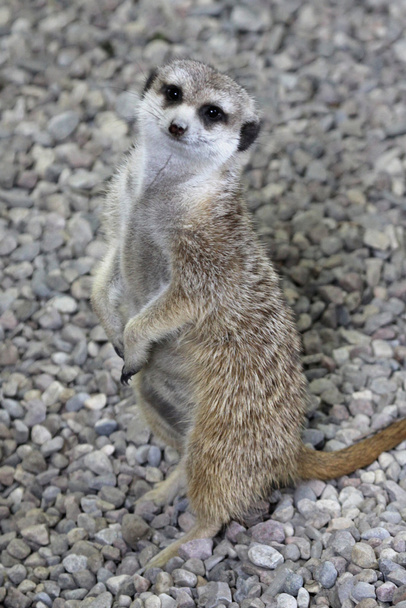mutlu meerkat - Fotoğraf, Görsel