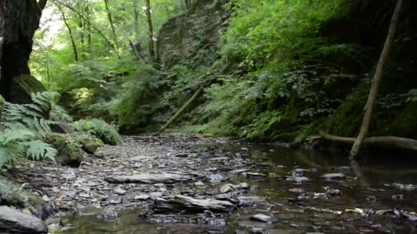 άγρια ρεύμα Ehrbach δίπλα στον ποταμό Mosel. άγριο τοπίο. (Γερμανία, Ρηνανία-Παλατινάτο) - Πλάνα, βίντεο