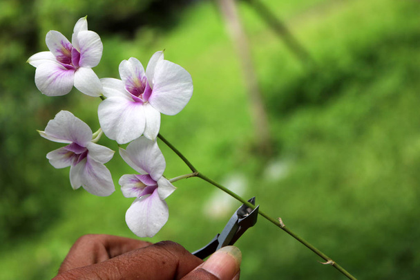 Tesouras de podar, Tesouras de cortar as orquídeas
. - Foto, Imagem
