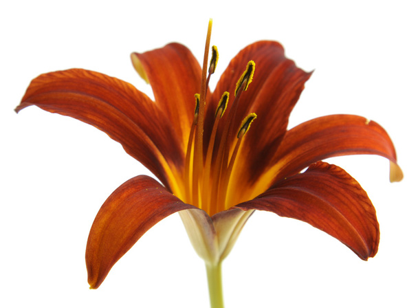 Geïsoleerde rood Lily op wit - Foto, afbeelding