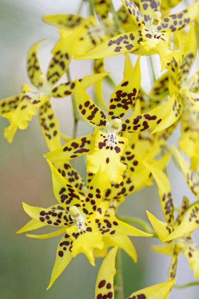 Желтые орхидеи
 - Фото, изображение