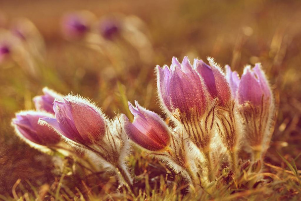 Sezon wiosenny. Piękne purpurowe kwiaty kwitnące w słoneczny dzień. Z naturalnym kolorze tła na łące. (Kwiat Sasanka Pasque grandis) - Zdjęcie, obraz