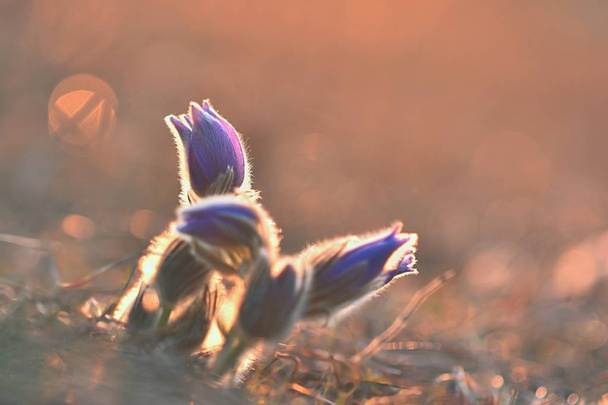 Kevätkausi. Kaunis violetti kukat kukkivat aurinkoisena päivänä. Jolla on luonnollinen värillinen tausta niitty. (Pasque flower-Pulsatilla grandis)
) - Valokuva, kuva