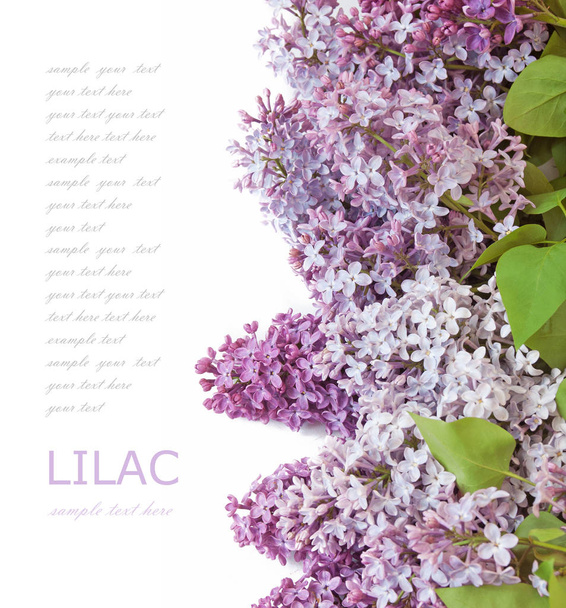 Lilac flowers bunch isolated on white background - Photo, Image