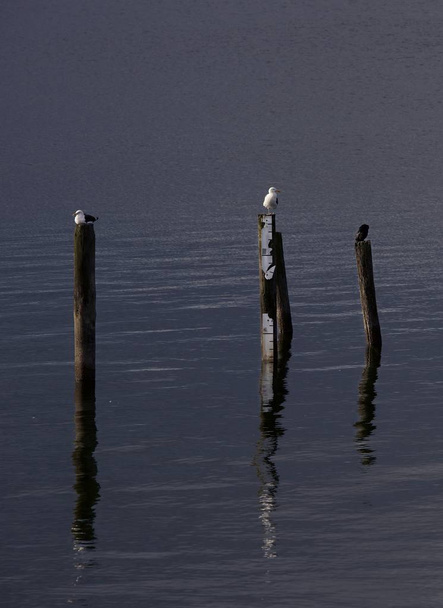 Foto artística de pássaros no início da manhã sentados em postes no lago. Romance. Gaivotas relaxando em um pólos no lago. Belos reflexos em uma água
  - Foto, Imagem