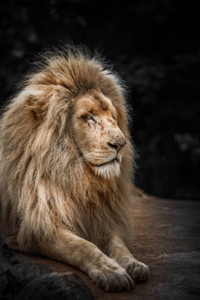 Περήφανοι λιοντάρι πορτρέτο - Φωτογραφία, εικόνα