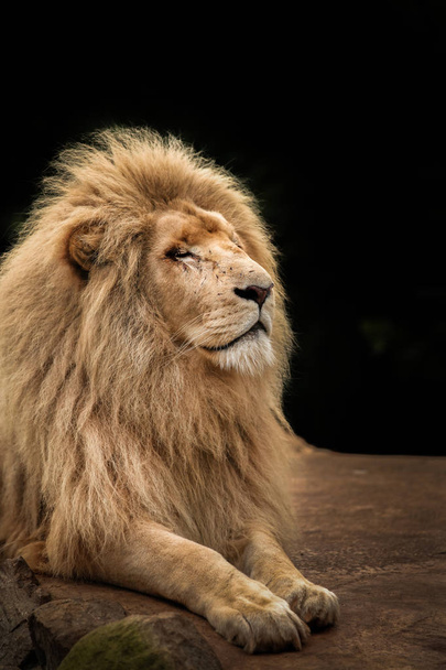 Proud lion portrait - Photo, Image