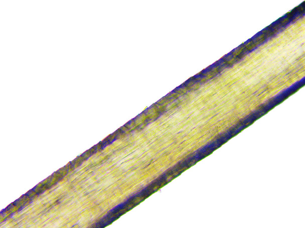 Emberi haj mikroszkópos kép - Fotó, kép