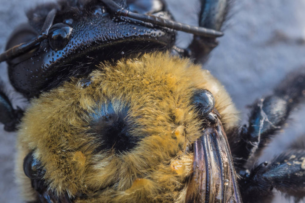 Пушистая желтая спина пчелы
 - Фото, изображение