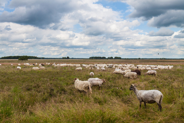 Herde weidender Schafe - Foto, Bild