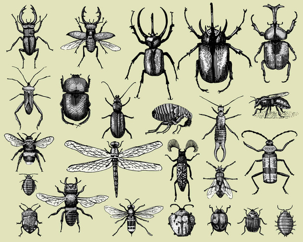 昆虫の大きなセット虫カブトムシとミツバチ ヴィンテージの古い手描きスタイル刻まれた図木版画で多くの種 - ベクター画像