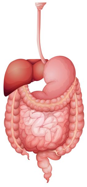 sistema digestivo humano - Vetor, Imagem