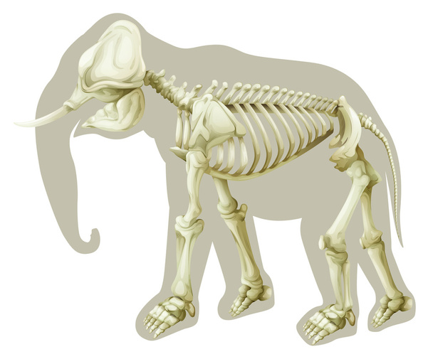Elephas maximus - esqueleto
 - Vetor, Imagem